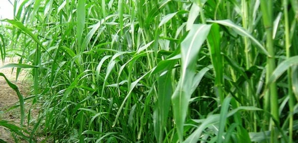 Насіння суданської трави