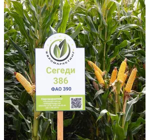 Насіння імпортної кукурудзи Сегеді 386 ФАО 390 Gabona Kutato (Угорщина)