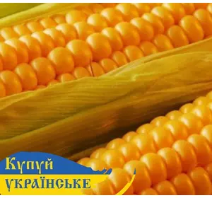 Насіння кукурудзи Маніфік, ФАО-300, Стандарт