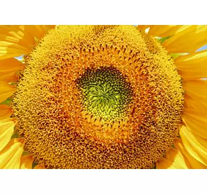 Насіння соняшника Іскандер під гербіцид Гранстар, період вегетації 105-108 днів