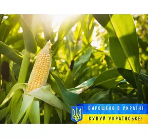 Насіння кукурудзи Марсель, ФАО-280, Стандарт
