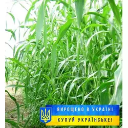 Семена суданской травы Марианна (сорго суданское), сидерат и кормовая культура