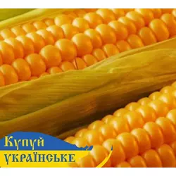 Семена кукурузы Манифик, ФАО-300, Стандарт