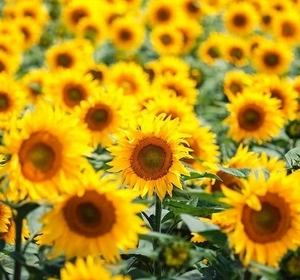 Під Євролайтинг Під Євролайтинг