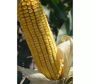 Семена кукурузы ДН Бурштин среднеспелый гибрид ФАО 350 украинская селекция