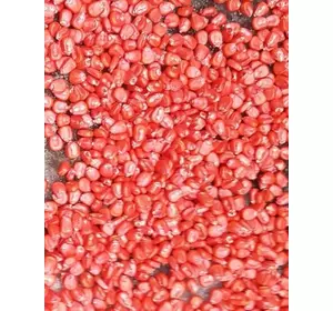 Семена кукурузы Кремень 200 СВ, ФАО-210