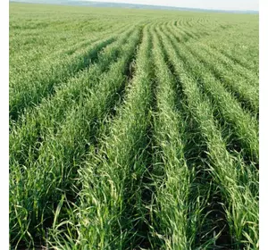 Гербіцид Фактор на кукурудзу, зернові к-ри