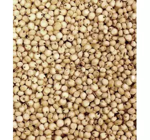 Семена зернового сорго Майло В, 100-115 дней