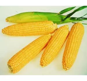 Семена кукурузы Подильский 274 СВ среднеранний гибрид ФАО 270 украинская селекция