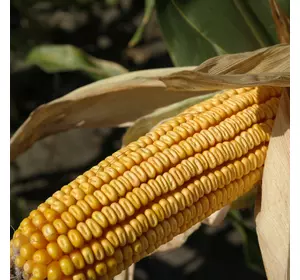 Семена кукурузы ДН Корунд, ФАО 250