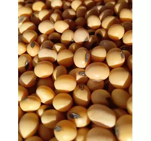 Семена сои ультраранней VS-00, 85 дней, фр. 5; 6,5