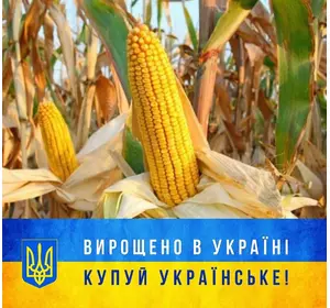 Семена кукурузы Монблан, фракции экстра, ФАО-320