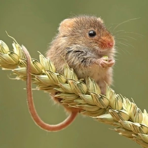 Родентициды Родентициды