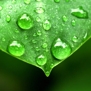 Прилипачі Прилипачі