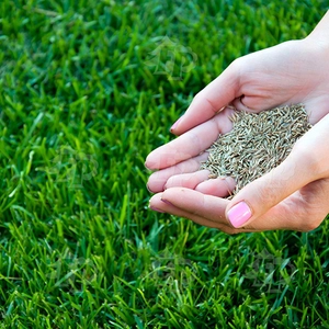 Семена трав Семена трав