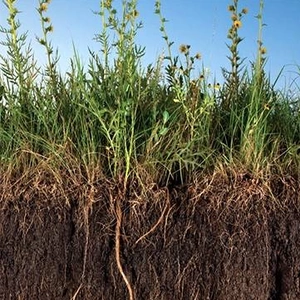 Сидераты Сидераты