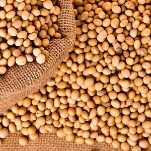 Насіння бобових Насіння бобових