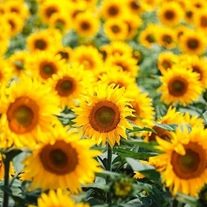 Под Евролайтинг Под Евролайтинг