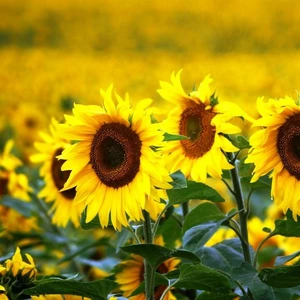 Семена подсолнечника Семена подсолнечника