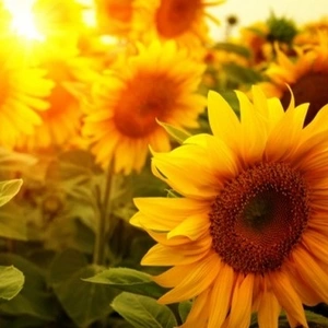 Классический Классический