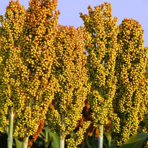 Насіння зернового сорго Насіння зернового сорго