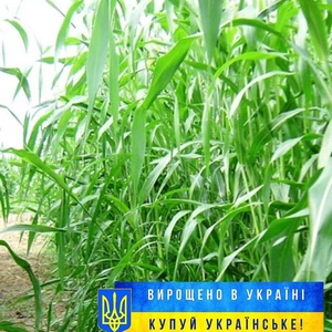 Семена суданской травы Семена суданской травы