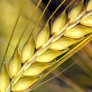 Насіння ячменю Насіння ячменю