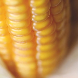 Насіння кукурудзи Насіння кукурудзи