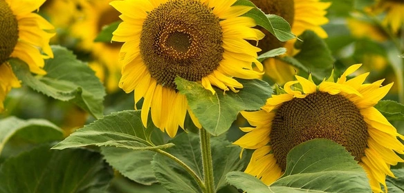 Під Гранстар Під Гранстар