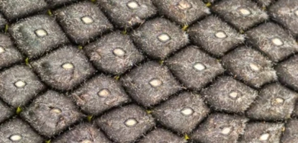 Непротруєне насіння Непротруєне насіння