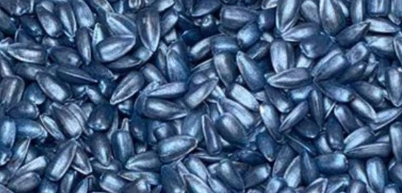 Протруєне насіння Протруєне насіння